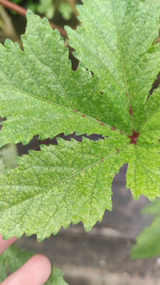 okra-leave