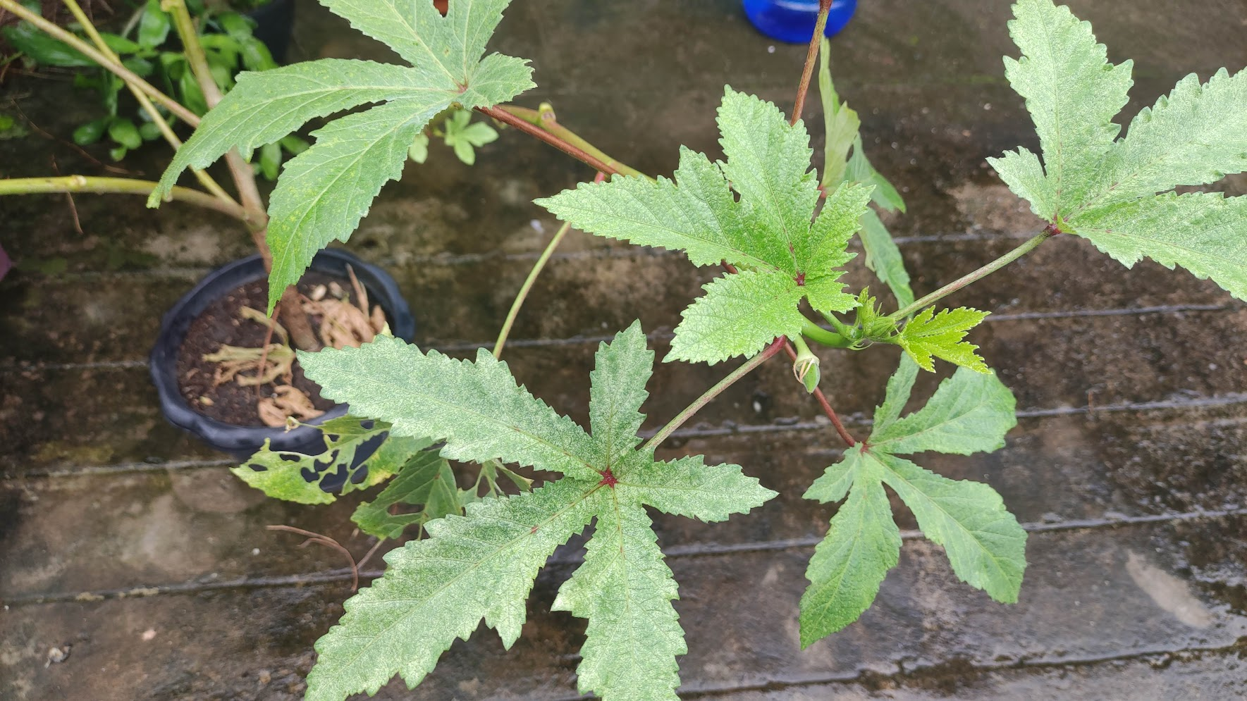 okra-tree