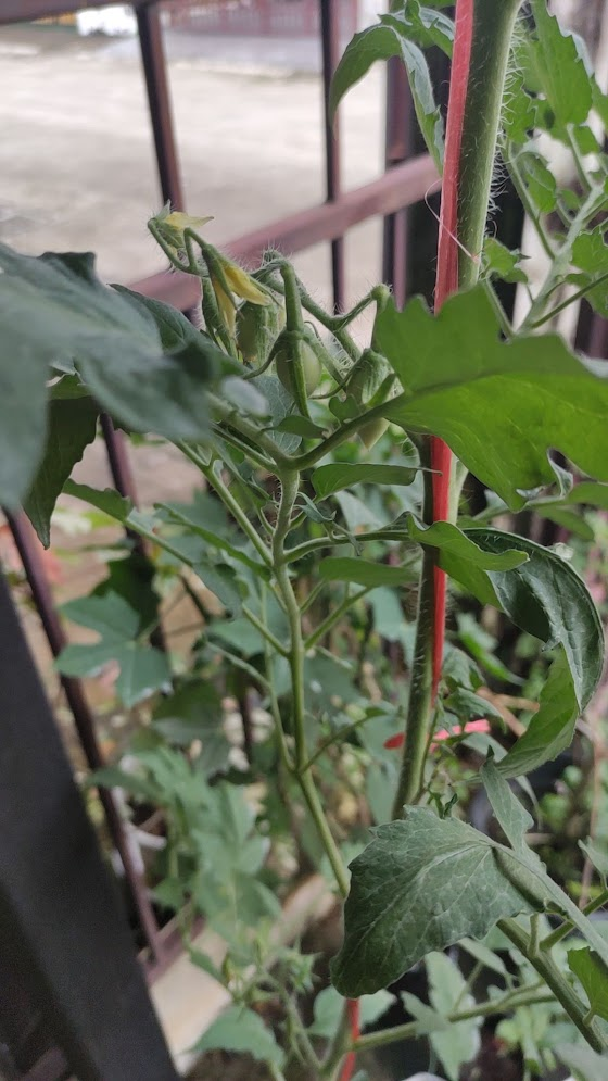 tomato
